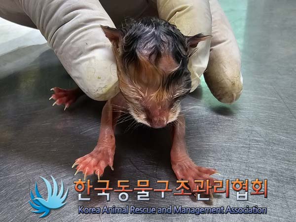 한국동물구조관리협회_411311202400289