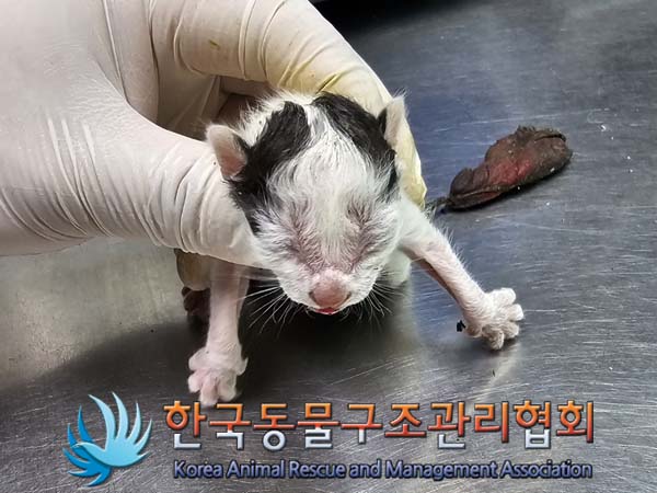 한국동물구조관리협회_411311202400294