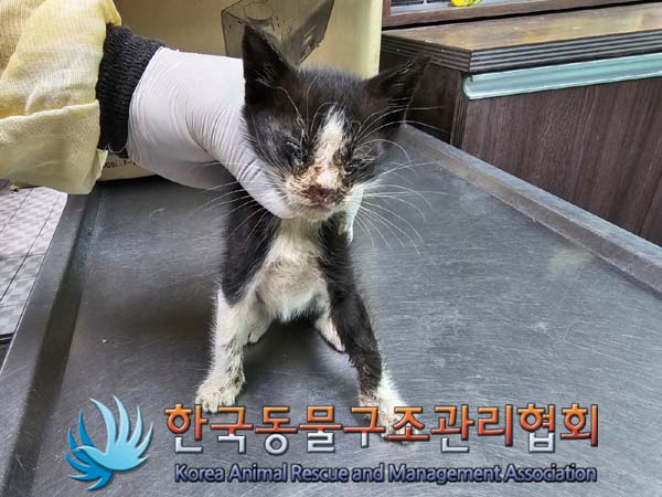 한국동물구조관리협회_441409202400528