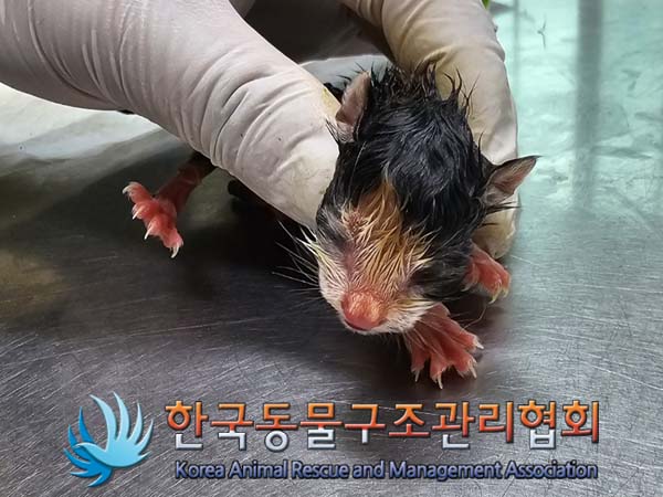 한국동물구조관리협회_411311202400288