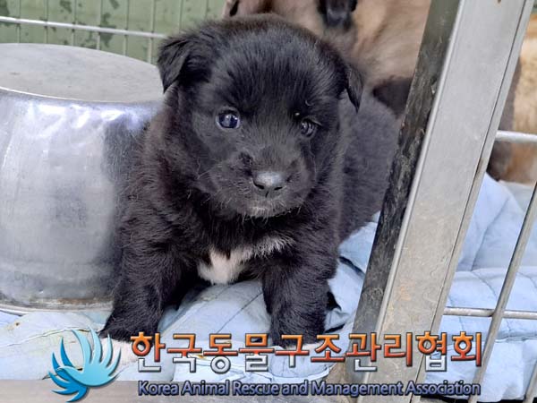 한국동물구조관리협회_441560202400459