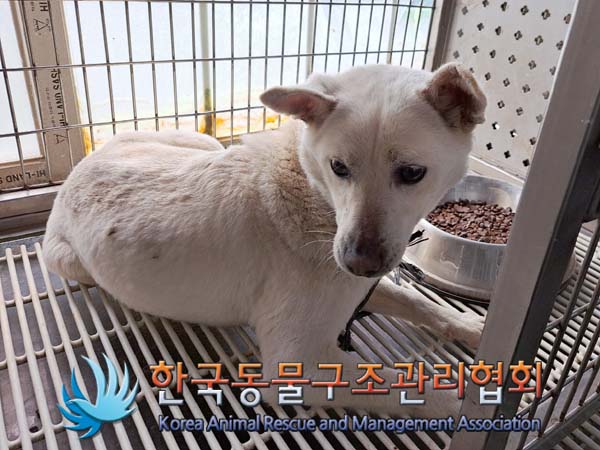 한국동물구조관리협회_441409202400526
