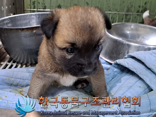 한국동물구조관리협회_441560202400462