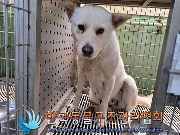 한국동물구조관리협회_441559202400462