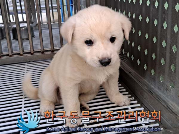 종료(안락사) 믹스…
