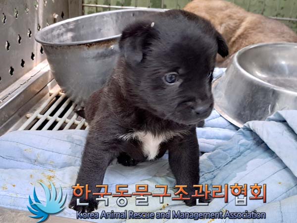 한국동물구조관리협회_441560202400461