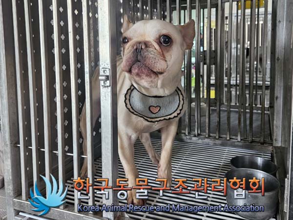 한국동물구조관리협회_441406202400720