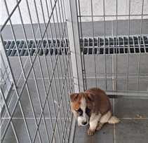 유기동물 삼호 보호소_446494202400291