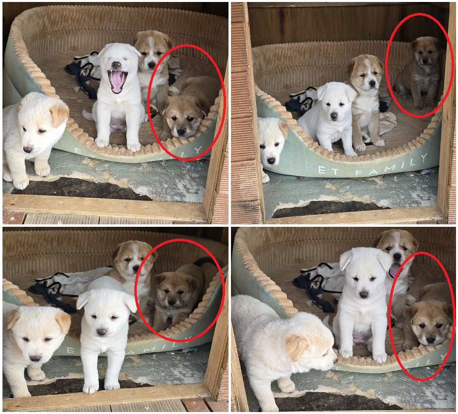 무안군유기동물보호소_446495202400244