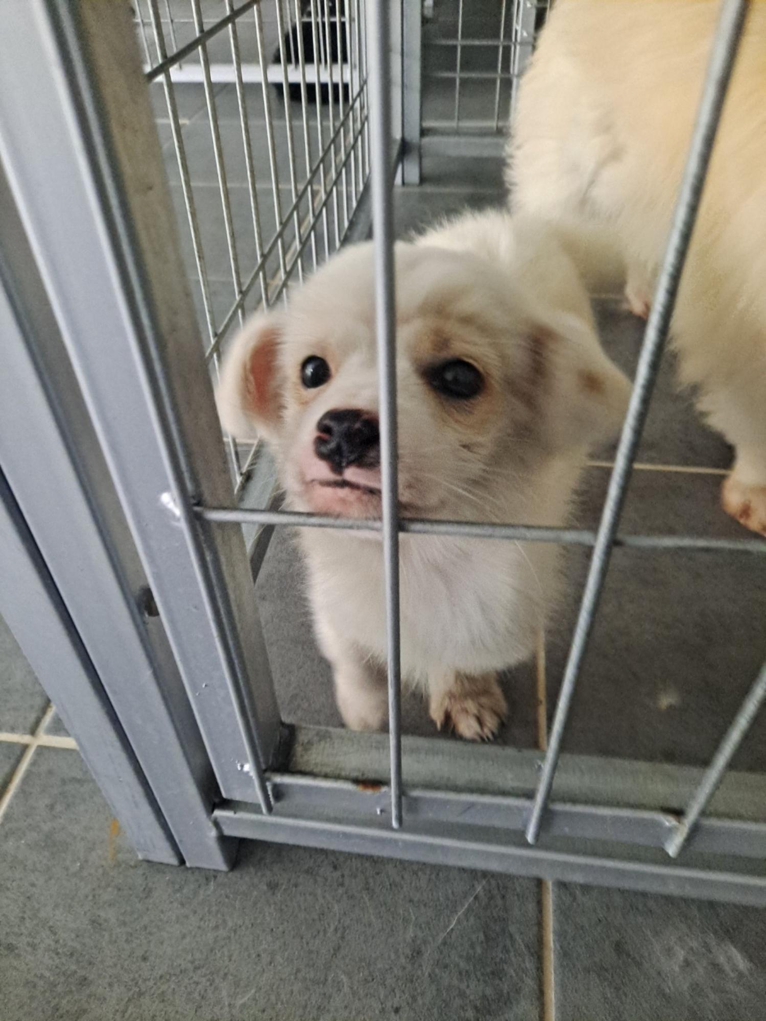 유기동물 삼호 보호소_446494202400289