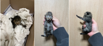 부산동물보호센터_426328202400039