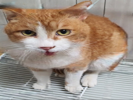 보호중 한국 고양이…