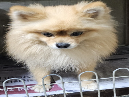 보호중 포메라니안의…