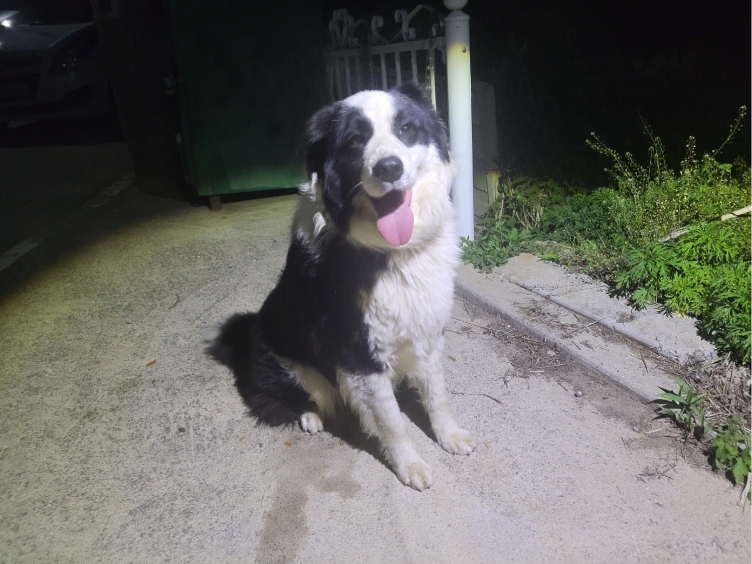 고양시동물보호센터_441394202400879