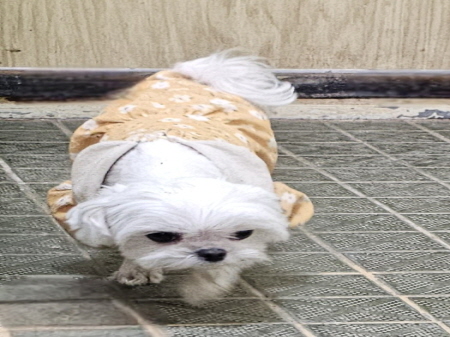 보호중 말티즈의 가…