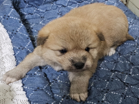 원주유기동물보호센터_442419202400154