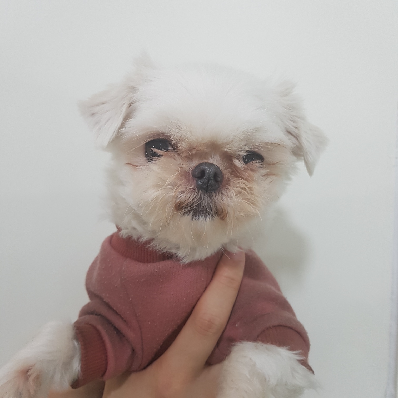 링크늘푸른동물병원_445464202401499