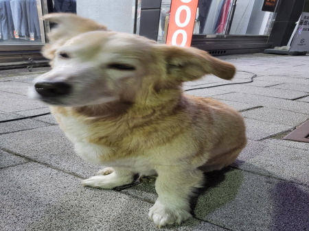 원주유기동물보호센터_442419202400156