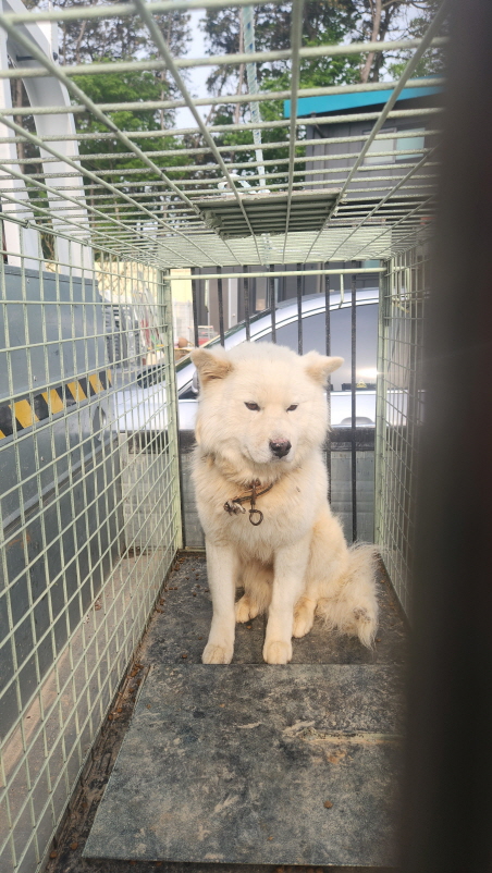 익산유기동물보호소_445468202401121