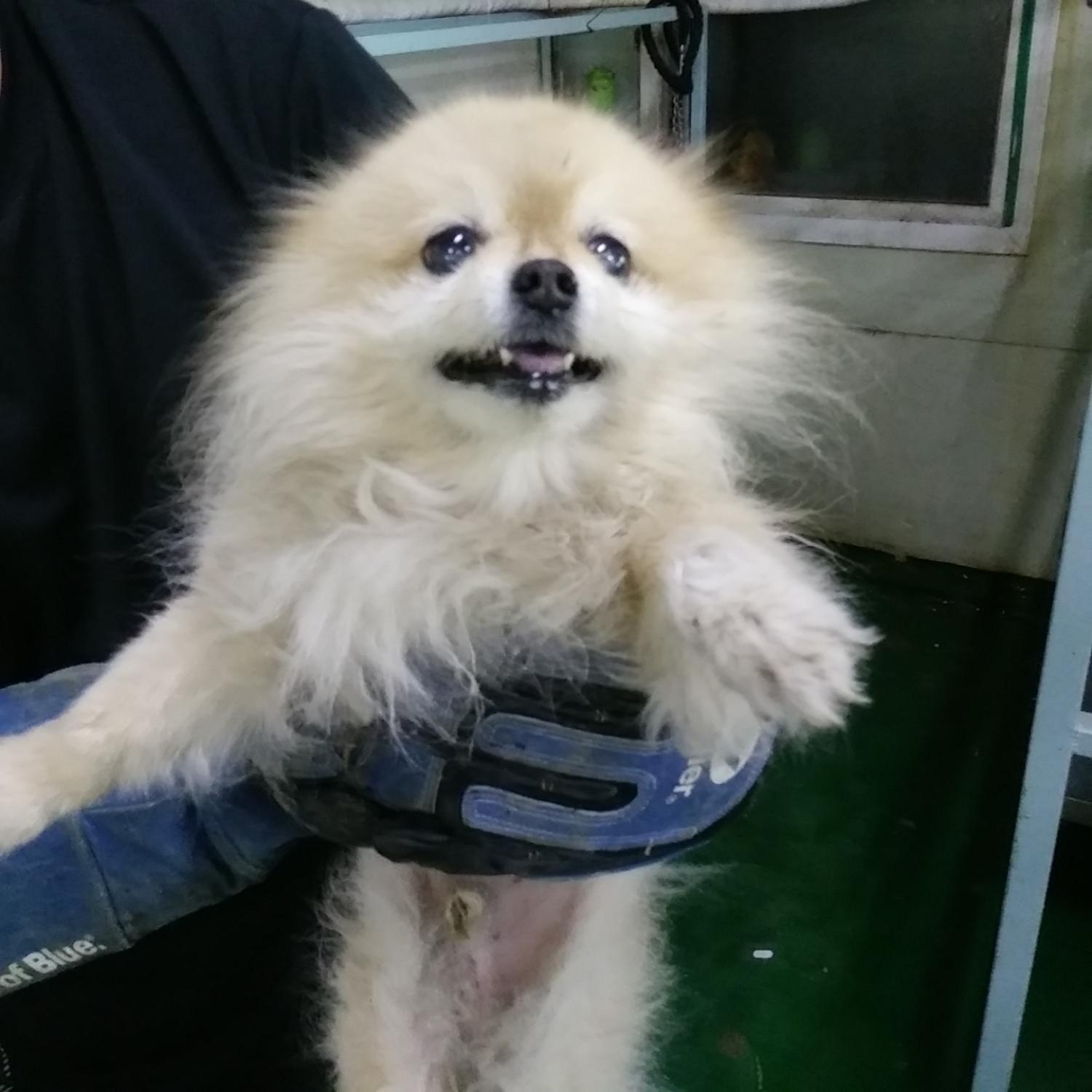 인천광역시수의사회_428352202400193