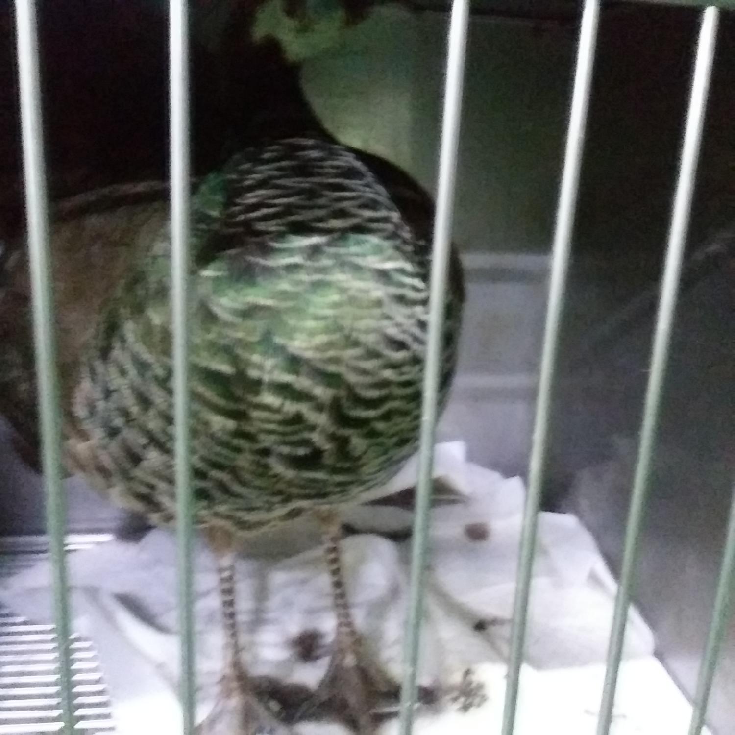 인천광역시수의사회_428353202400388