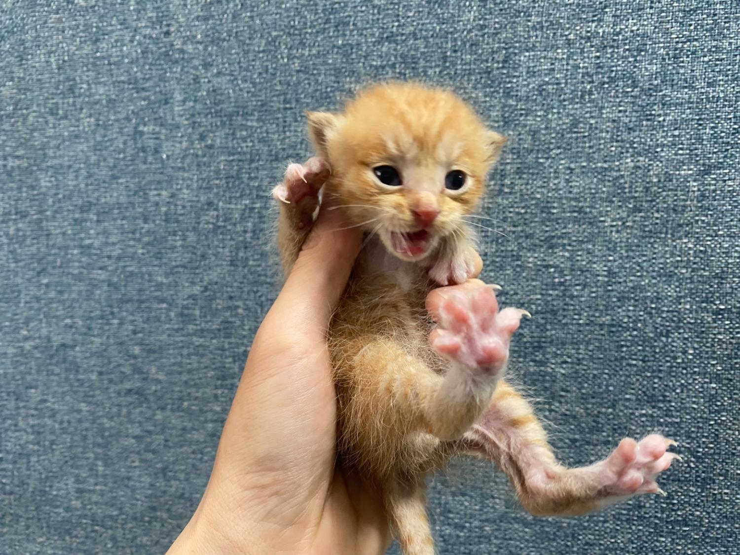 보호중 한국 고양이…