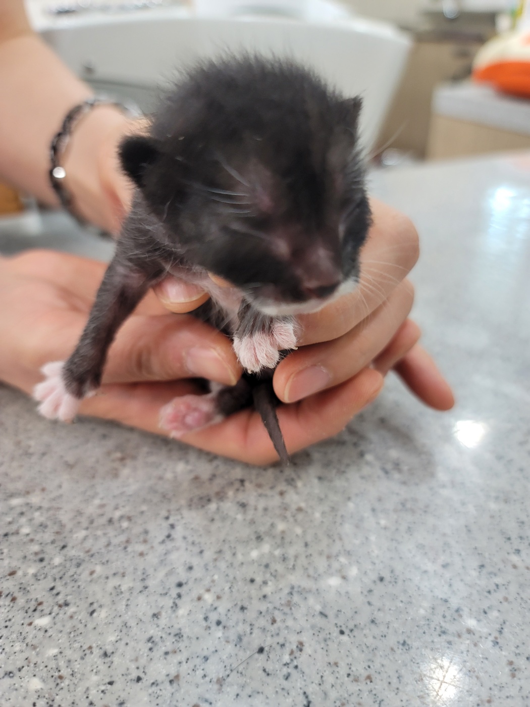 보호중 한국 고양이…
