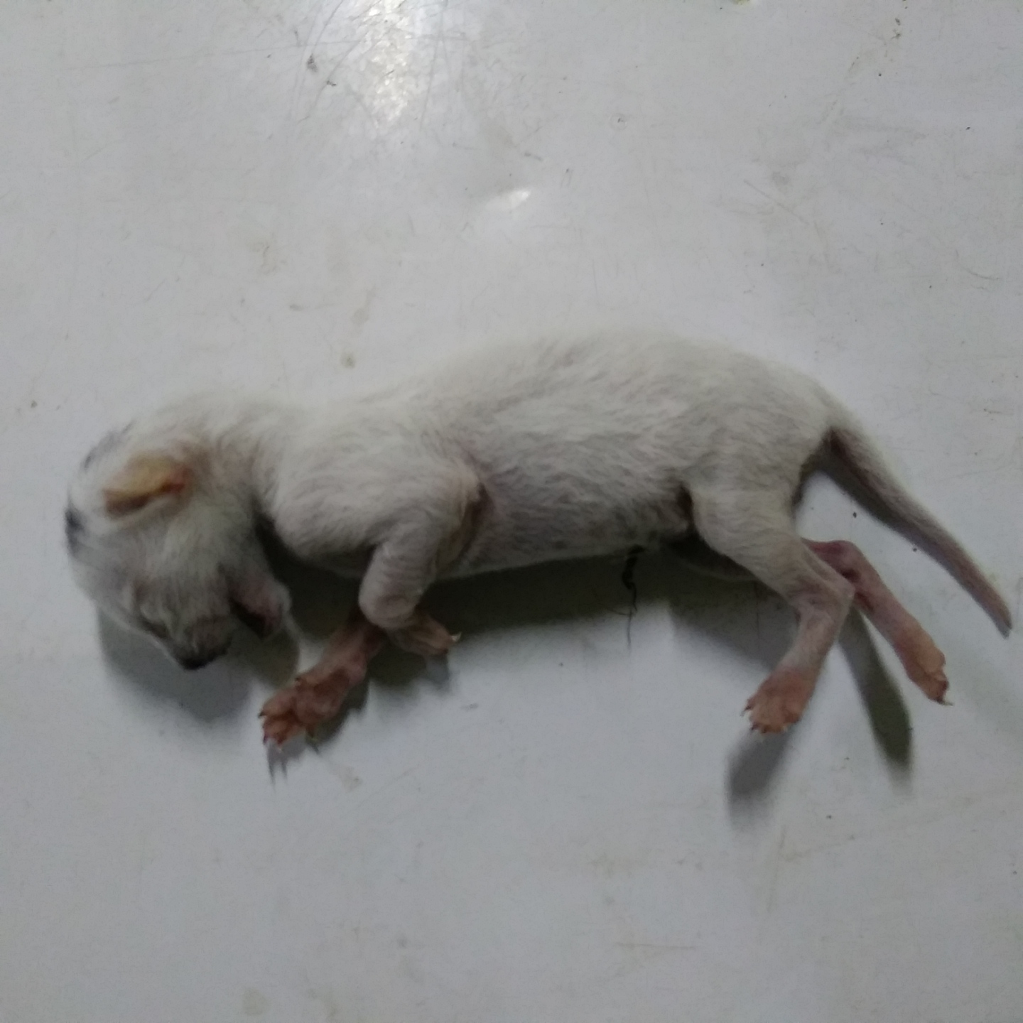 종료(자연사) 한국…
