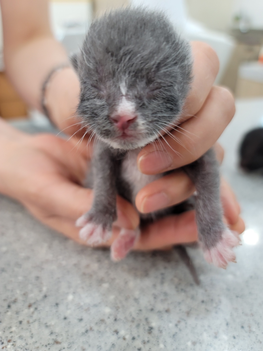 보호중 한국 고양이…