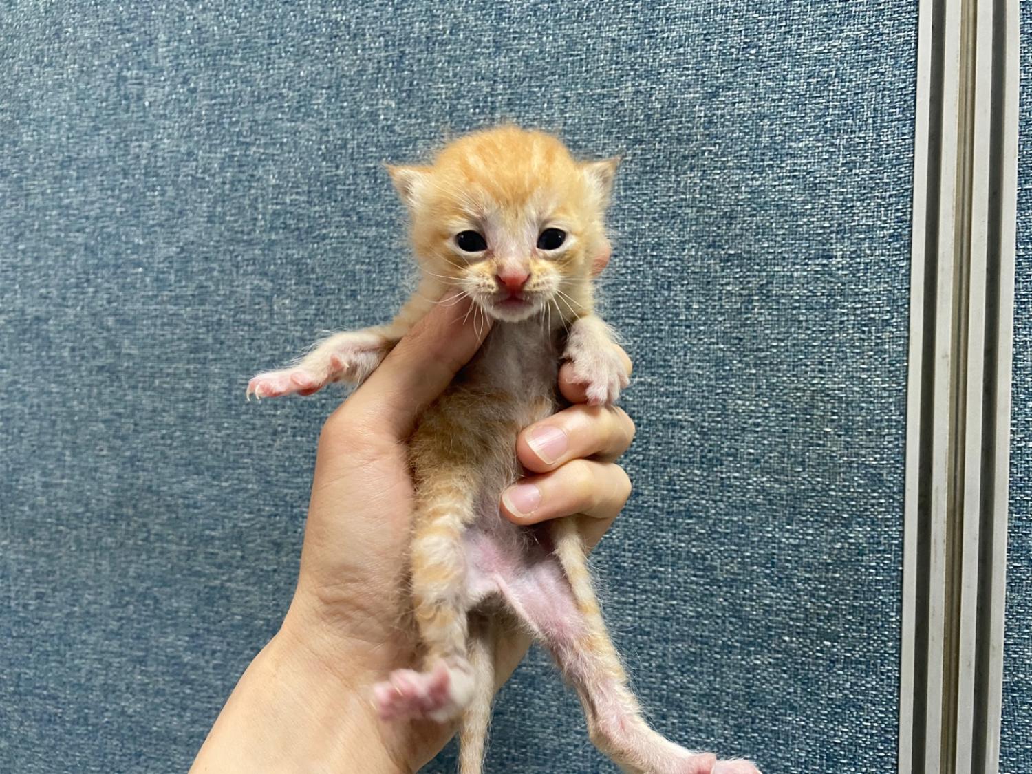 한국야생동물보호협회_441393202400932