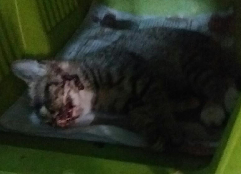 대구유기동물보호협회_427347202400341
