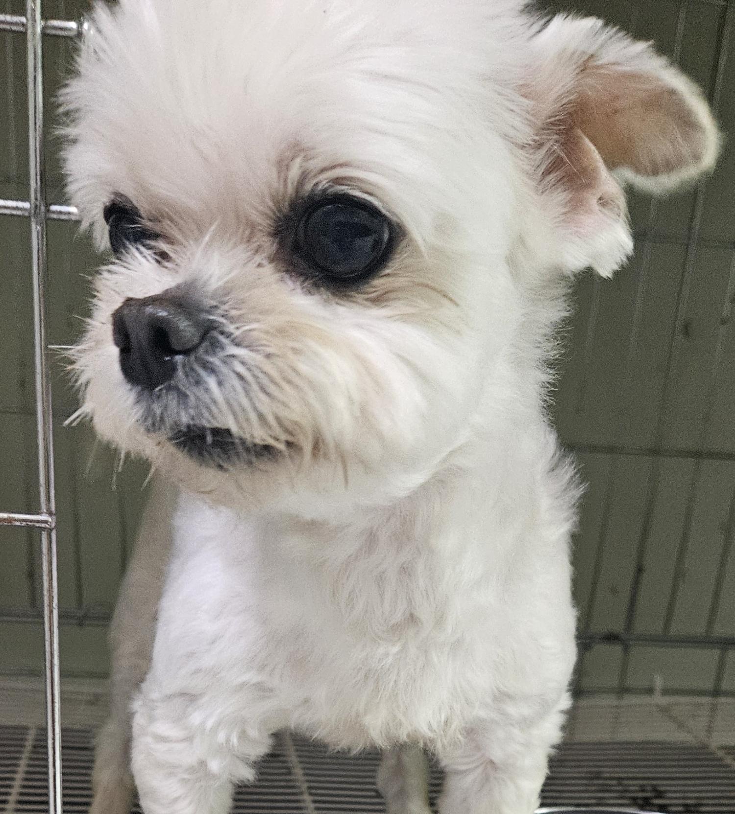 대구유기동물보호협회_427347202400342