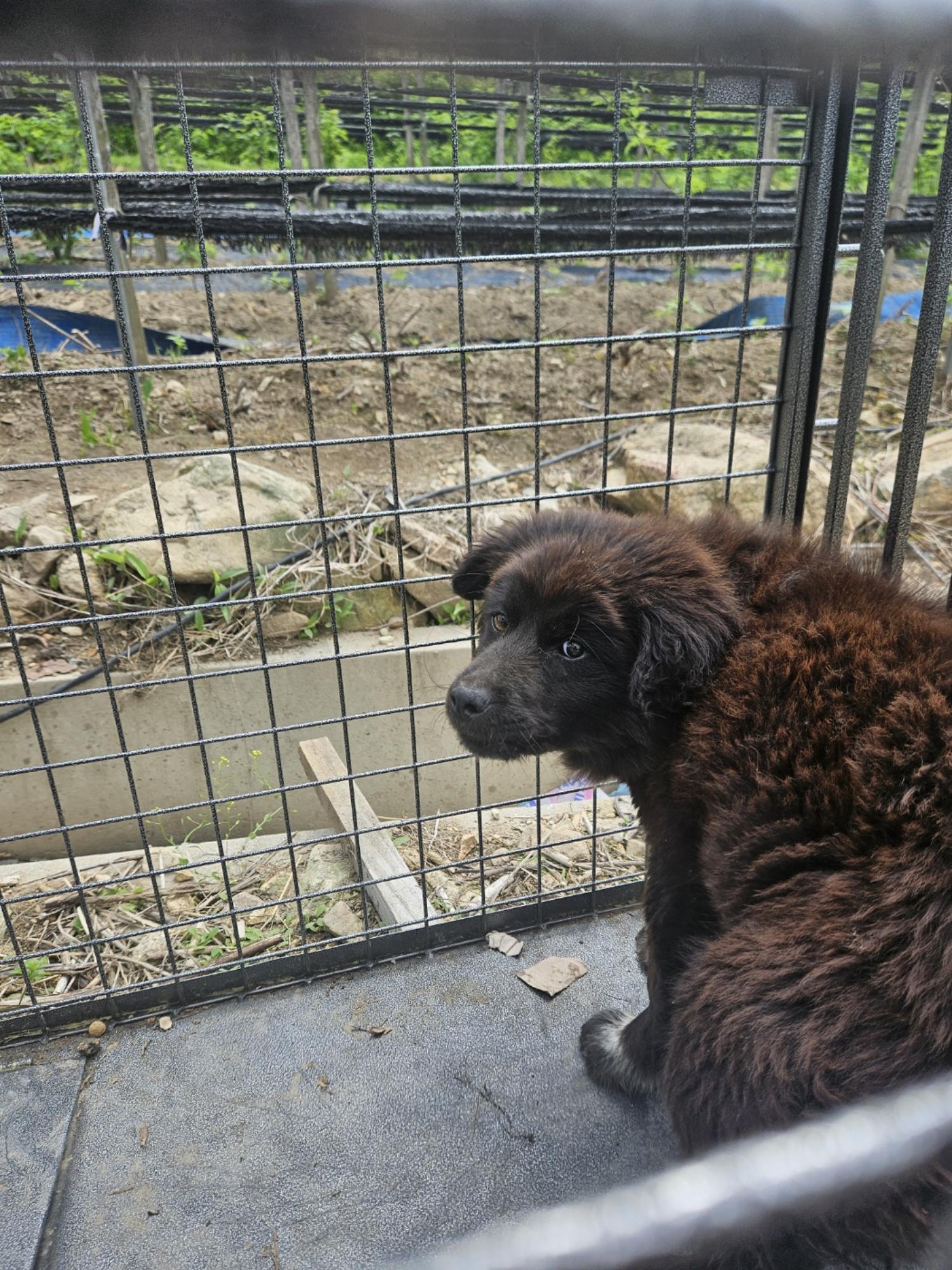 진안군유기동물보호소_445473202400291