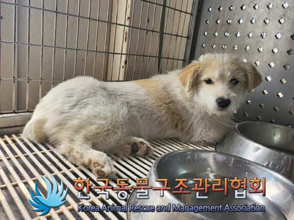 한국동물구조관리협회_441409202400529