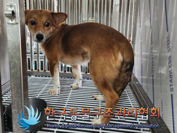 보호중 믹스견의 가…