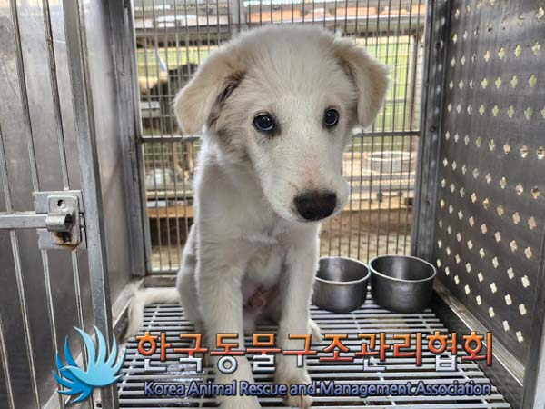 한국동물구조관리협회_441560202400474