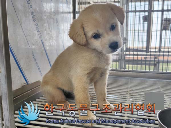 종료(안락사) 믹스…