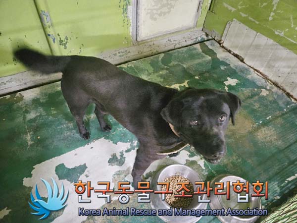 한국동물구조관리협회_441559202400473