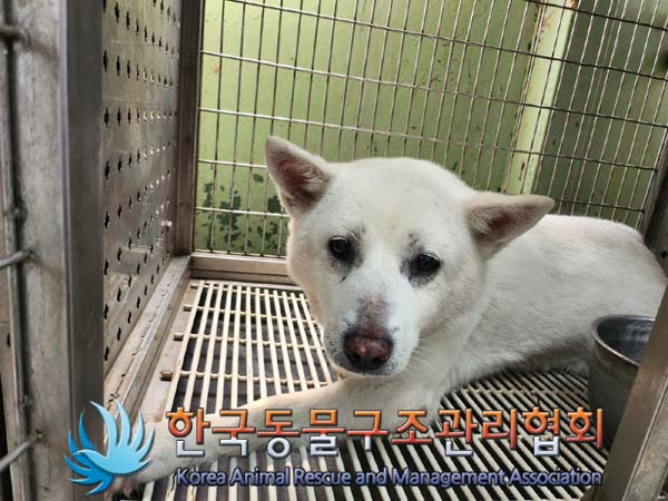 한국동물구조관리협회_411300202400156