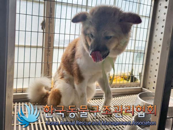 종료(입양) 믹스견…
