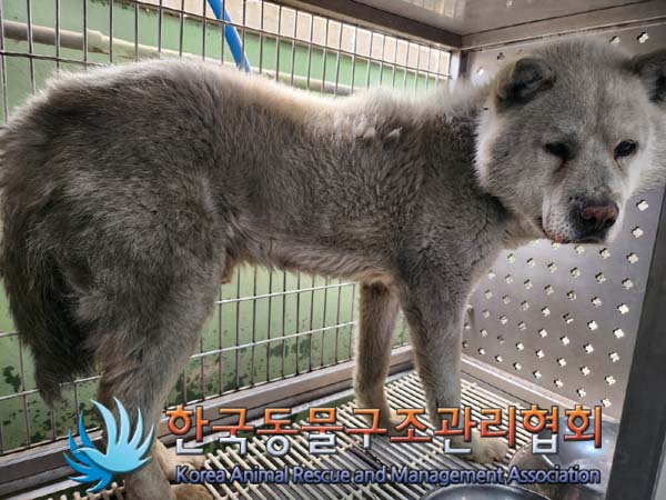 한국동물구조관리협회_441409202400531