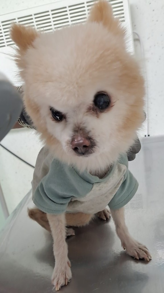 수원시 동물보호센터_441374202400498