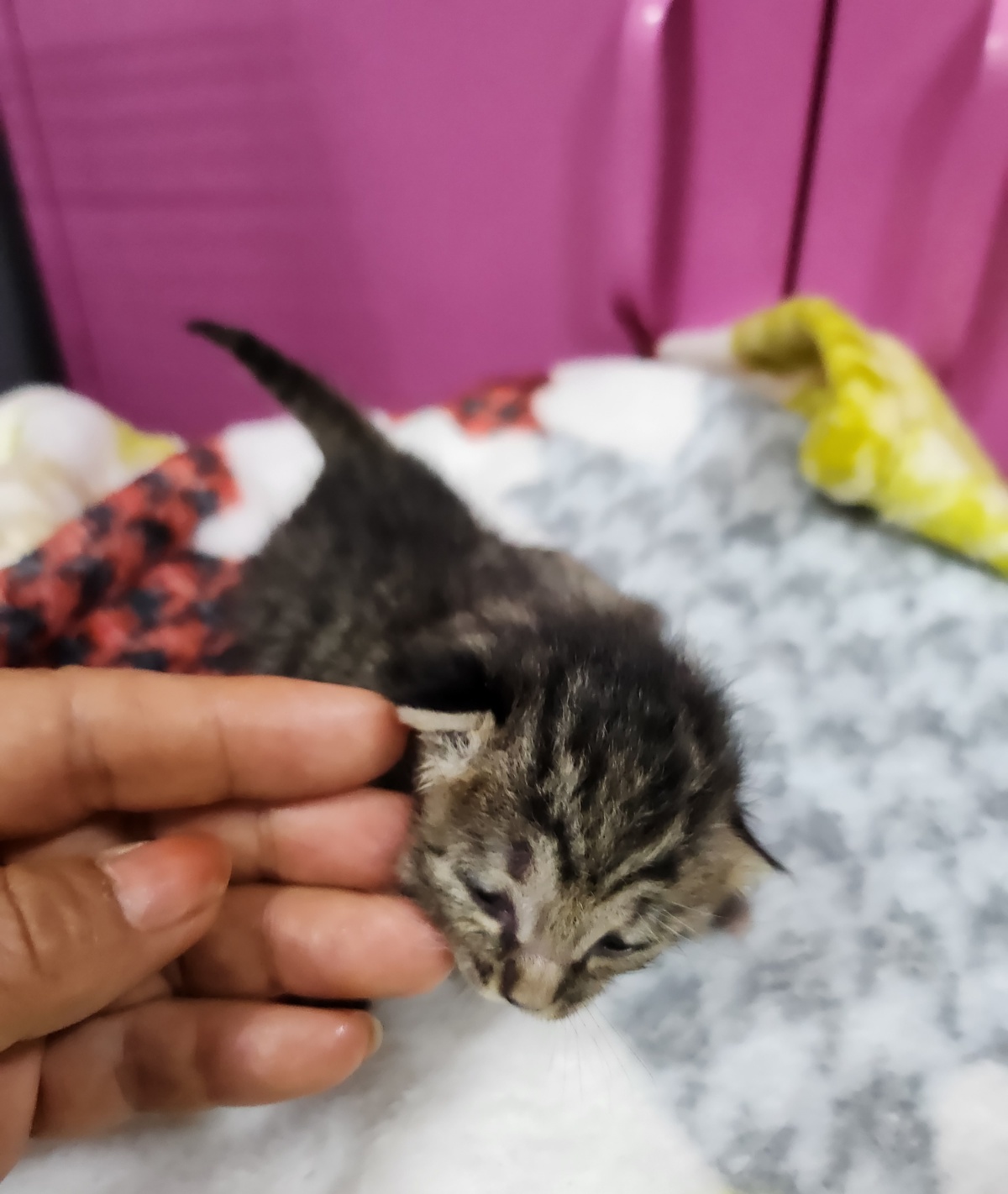울산유기동물보호센터_431372202400177