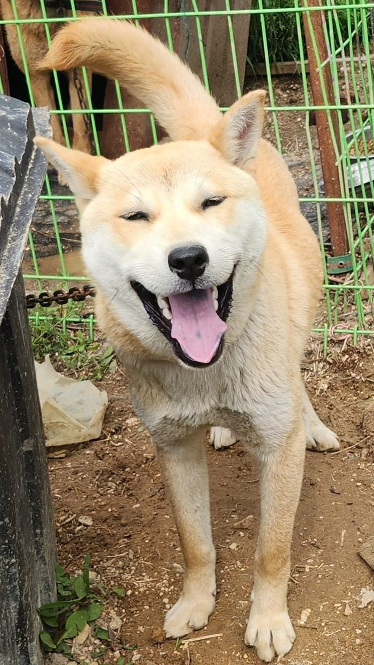 울산유기동물보호센터_431372202400178