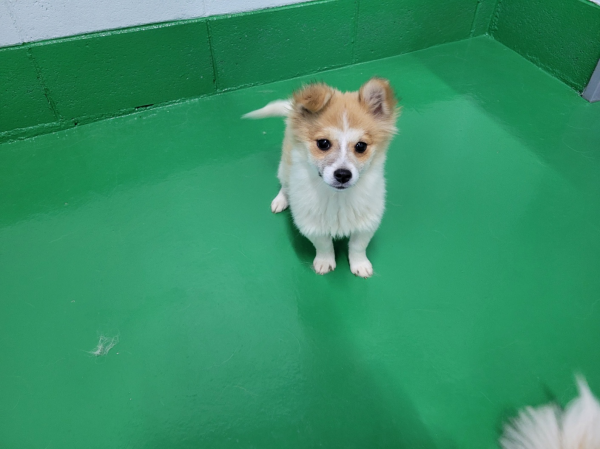 영월군 동물보호센터_442427202400038
