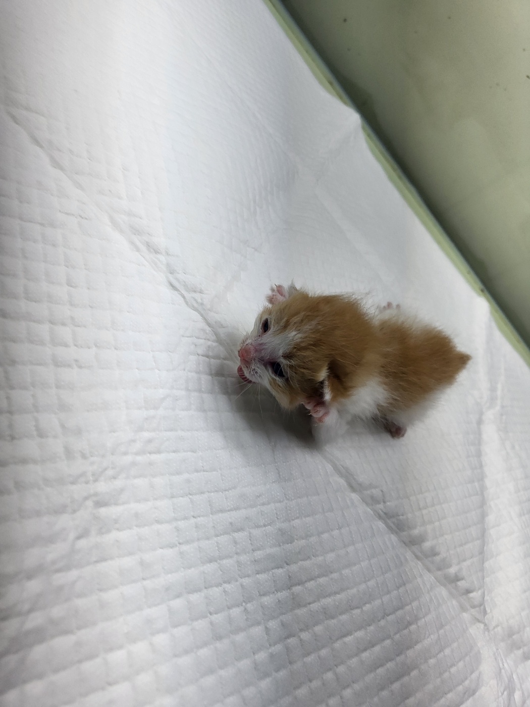 종료(자연사) 한국…
