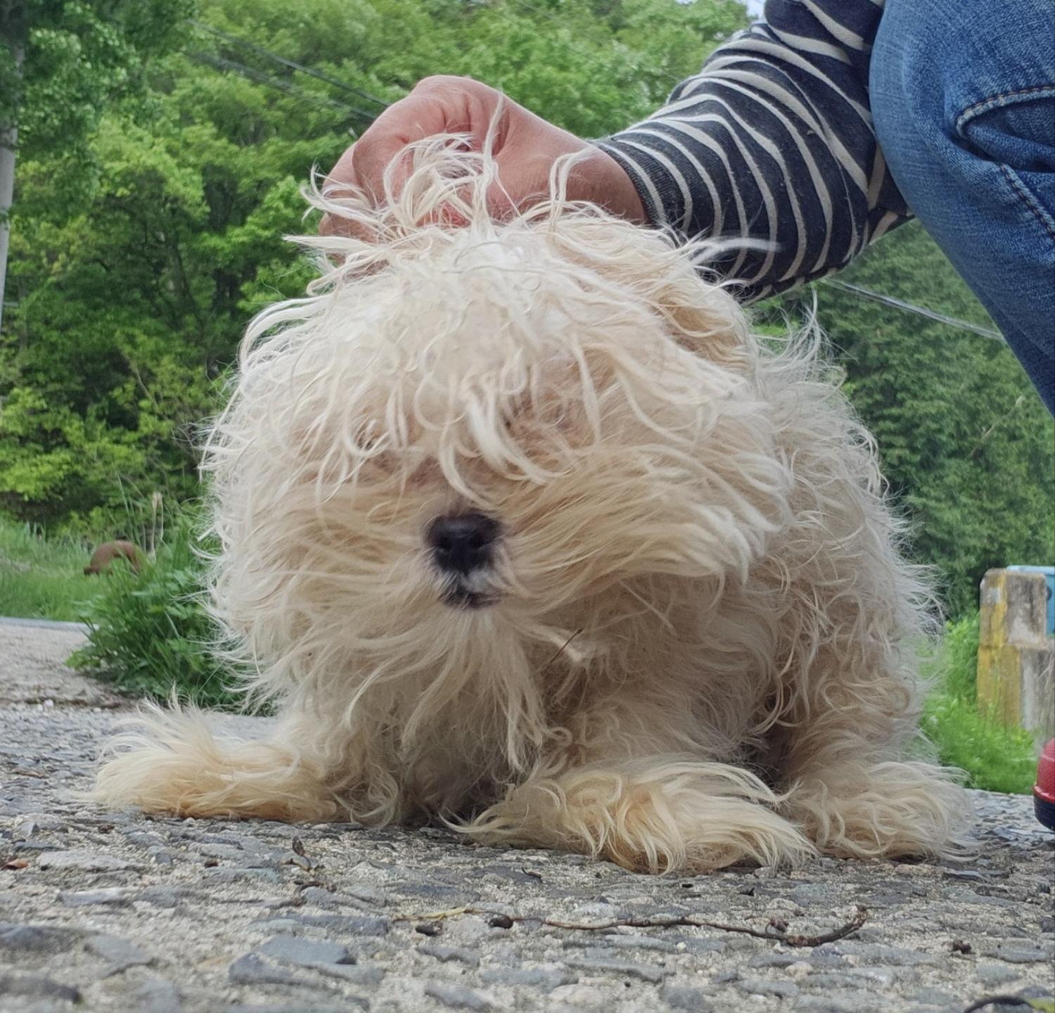 울산유기동물보호센터_431372202400184