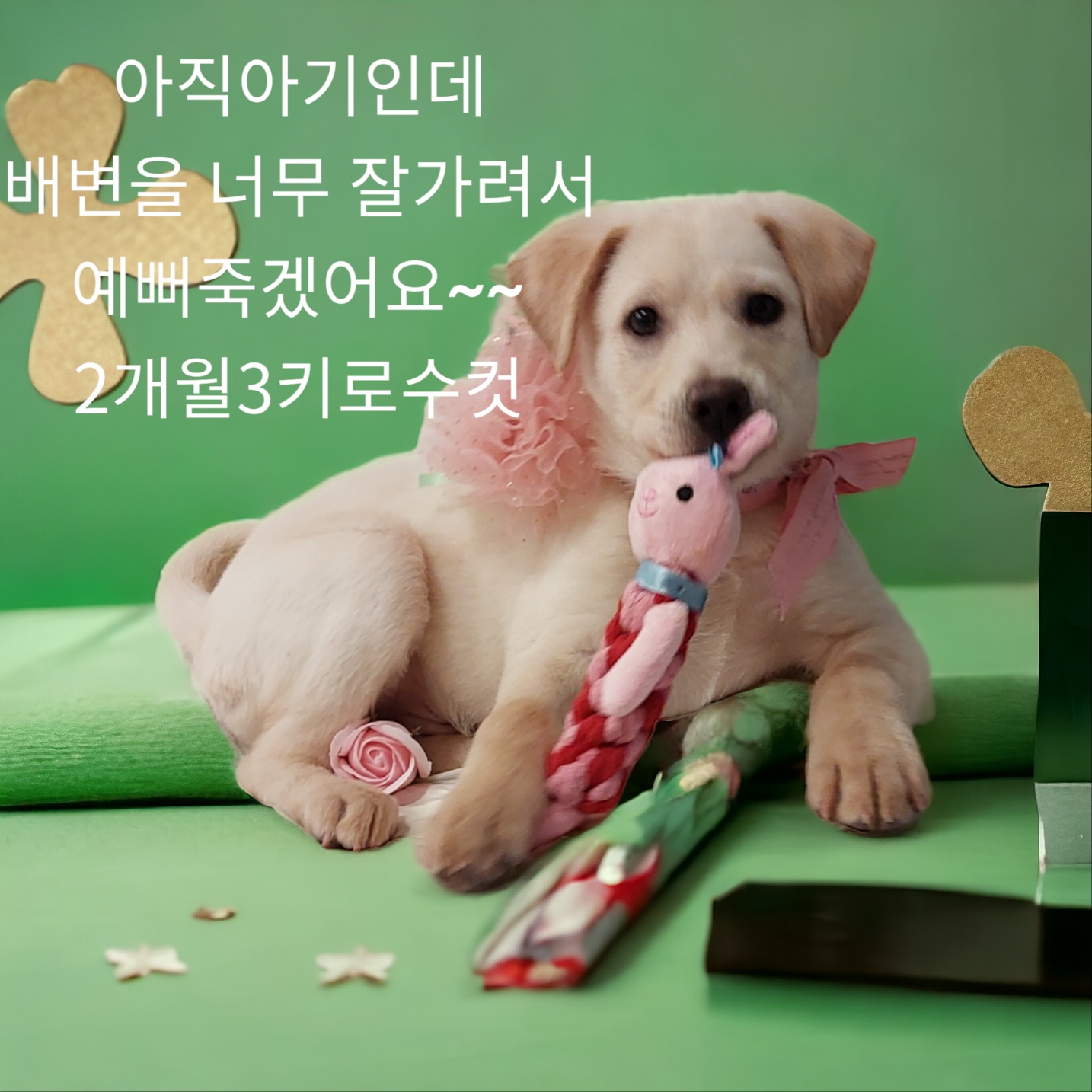성주유기동물보호센터_447521202400157
