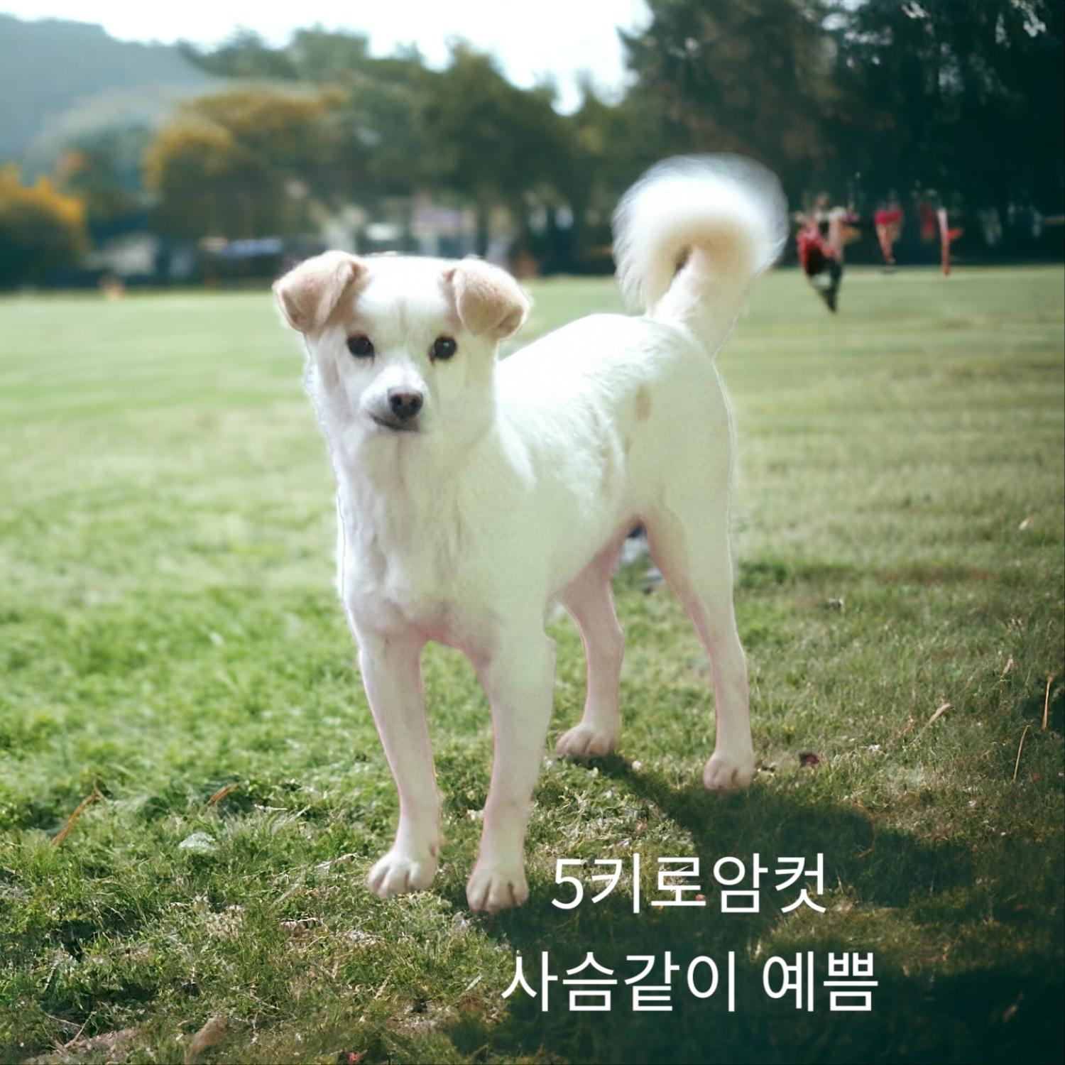 성주유기동물보호센터_447521202400165