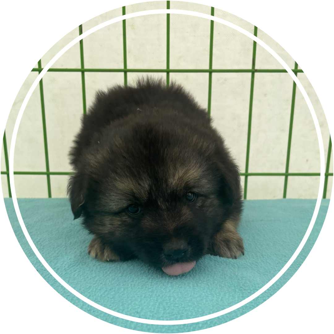 군산유기동물보호센터_445467202400771